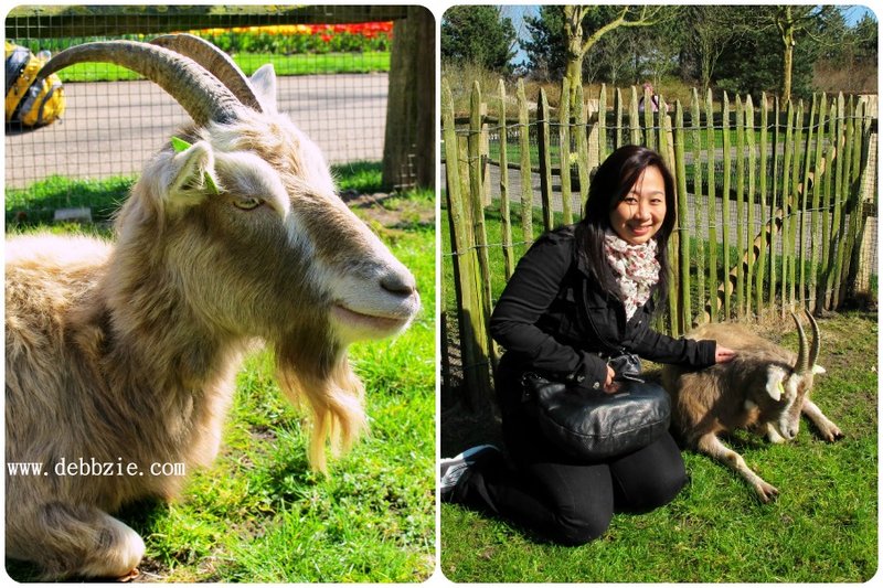 Chicken road gokspel, chicken road spel