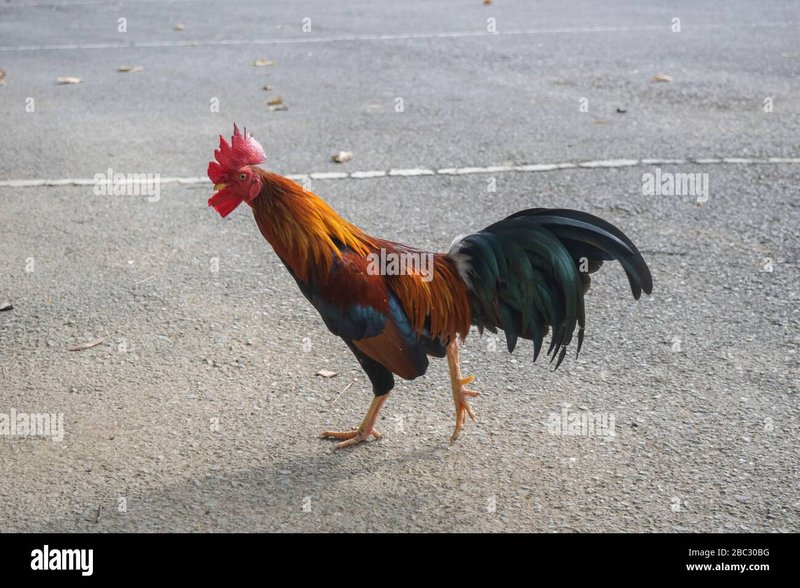 Chicken road online in Netherlands